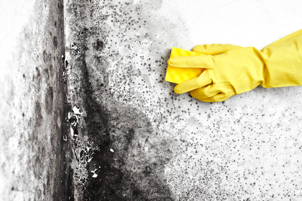 Best Crawl Space Mold Removal  in Pinebluff, NC