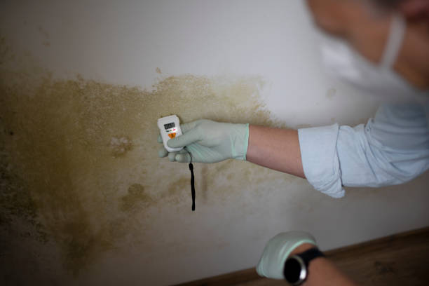 Best Mold Damage Repair  in Pinebluff, NC