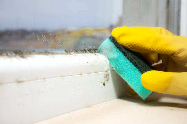 Best Attic Mold Removal  in Pinebluff, NC