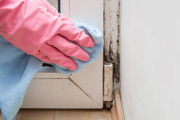 Professional Mold Removal in Pinebluff, NC