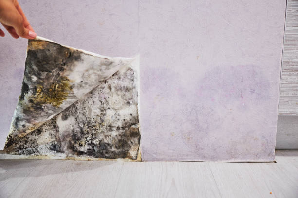 Best Fast Mold Removal  in Pinebluff, NC